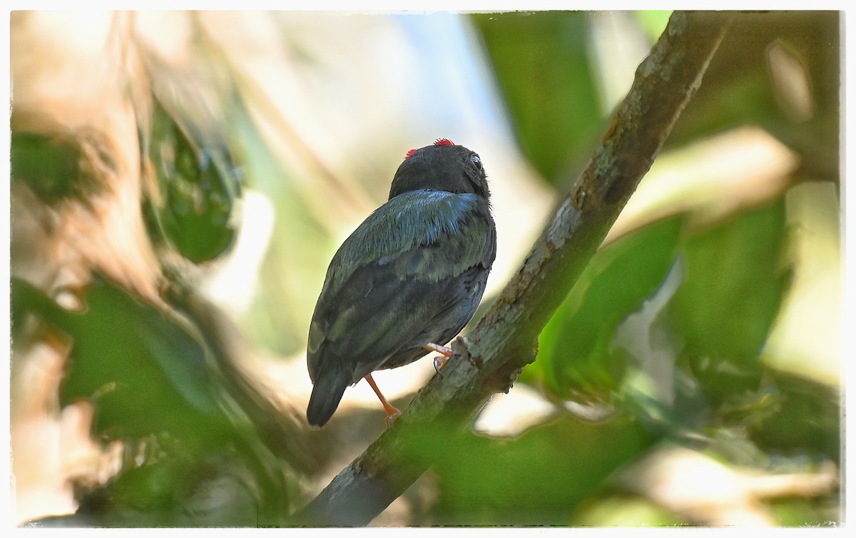 Blue-backed Manakin - ML637034664