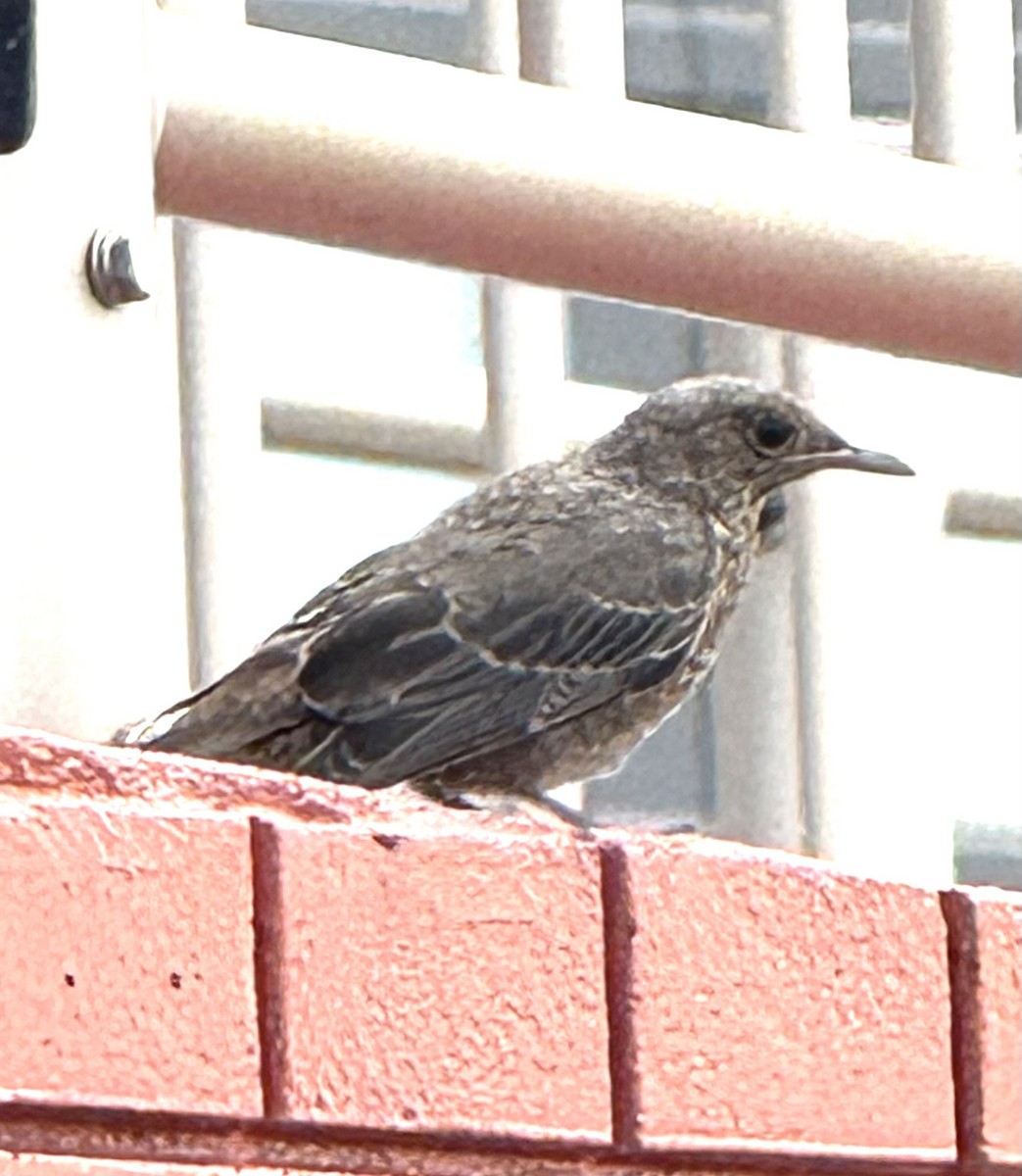Blue Rock-Thrush - ML637034665