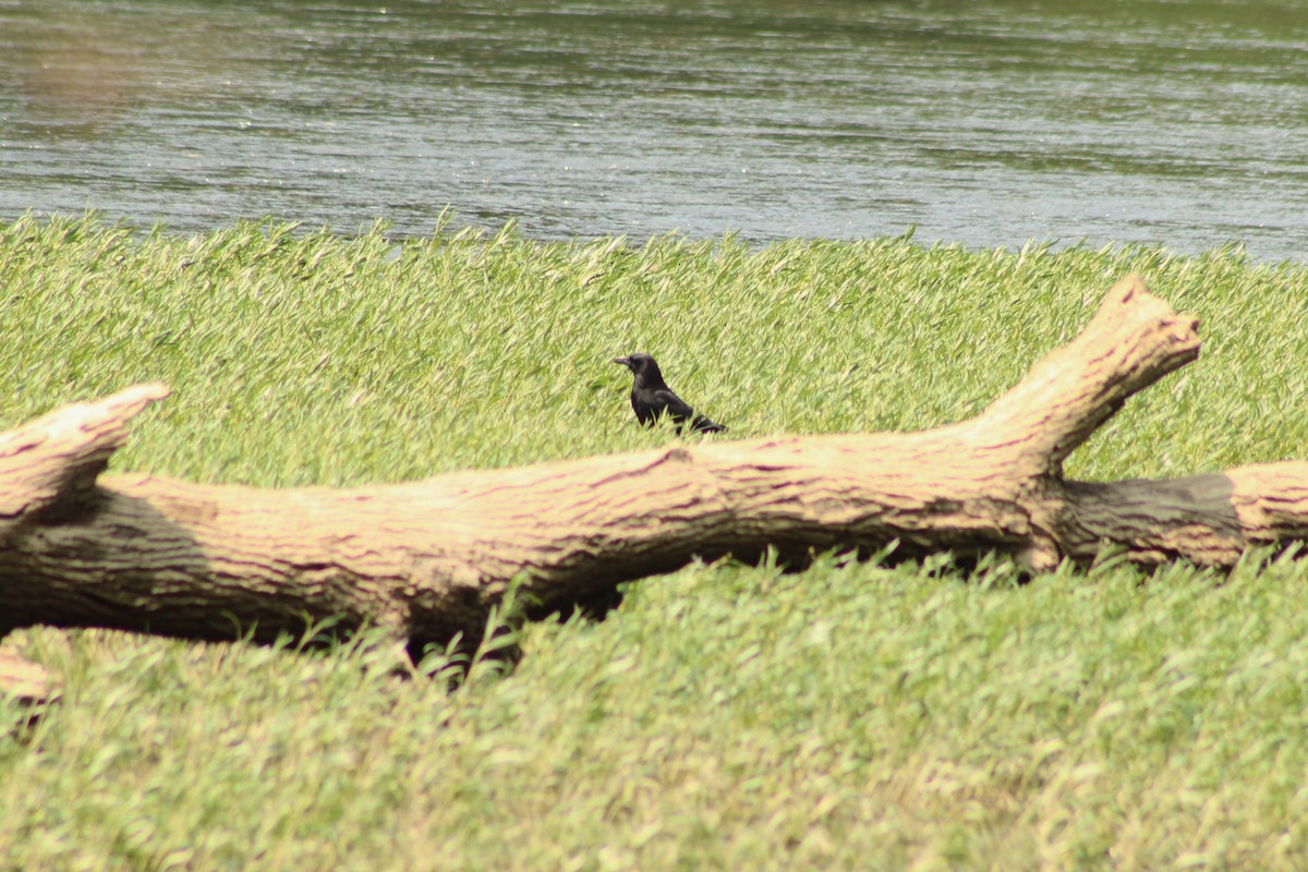 American Crow - ML637034687