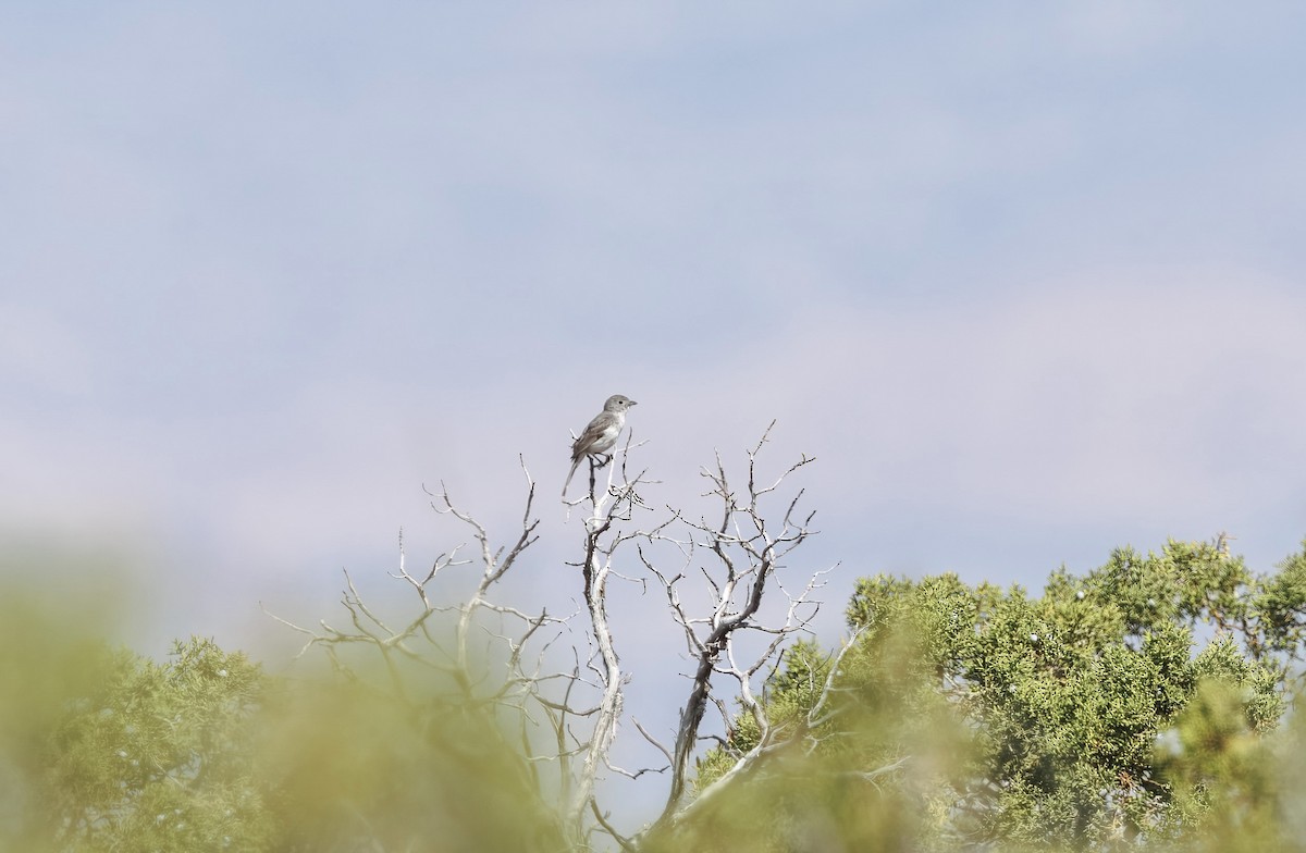 Gray Vireo - ML637034697