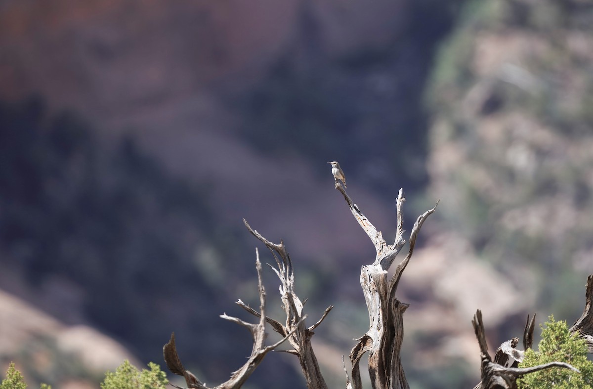 Rock Wren - ML637034710