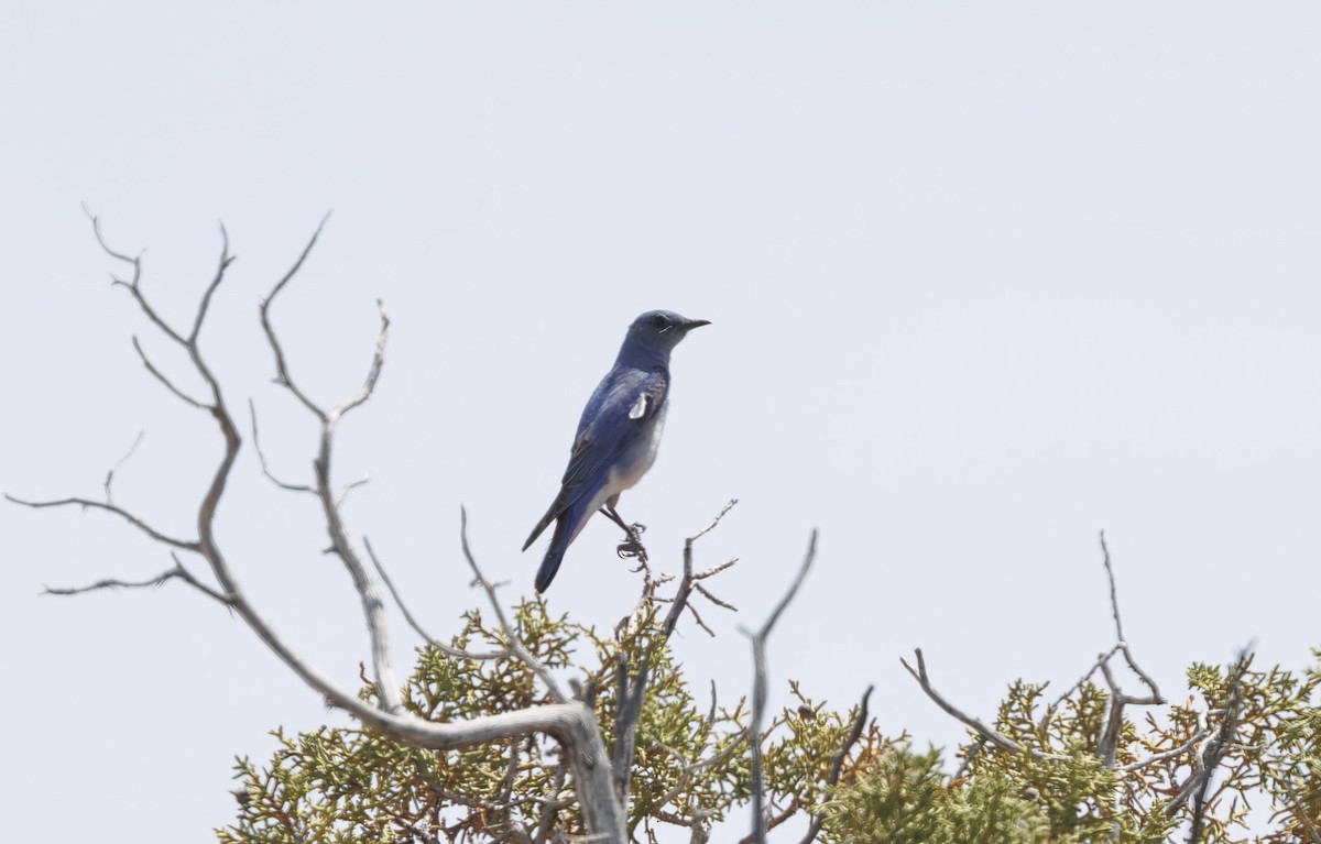 Mountain Bluebird - ML637034720