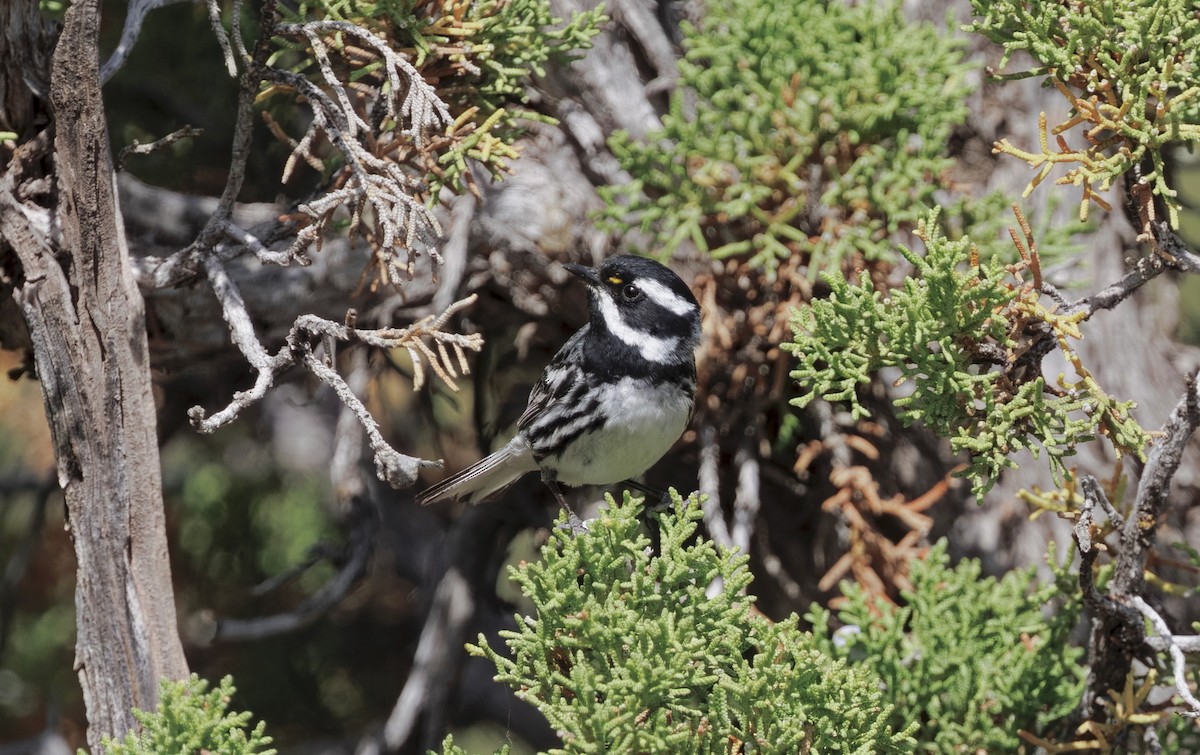 Black-throated Gray Warbler - ML637034754
