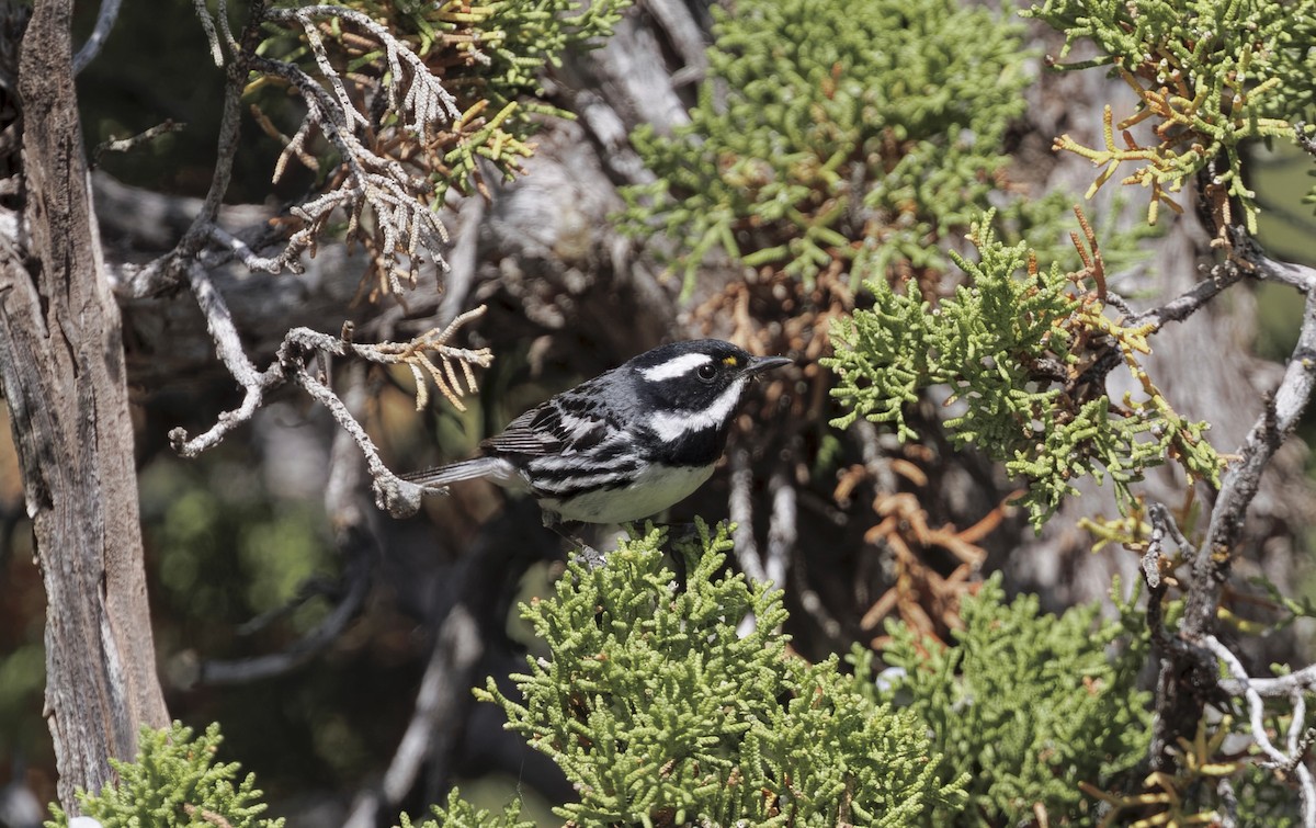Black-throated Gray Warbler - ML637034755