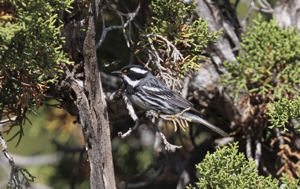 Black-throated Gray Warbler - ML637034756