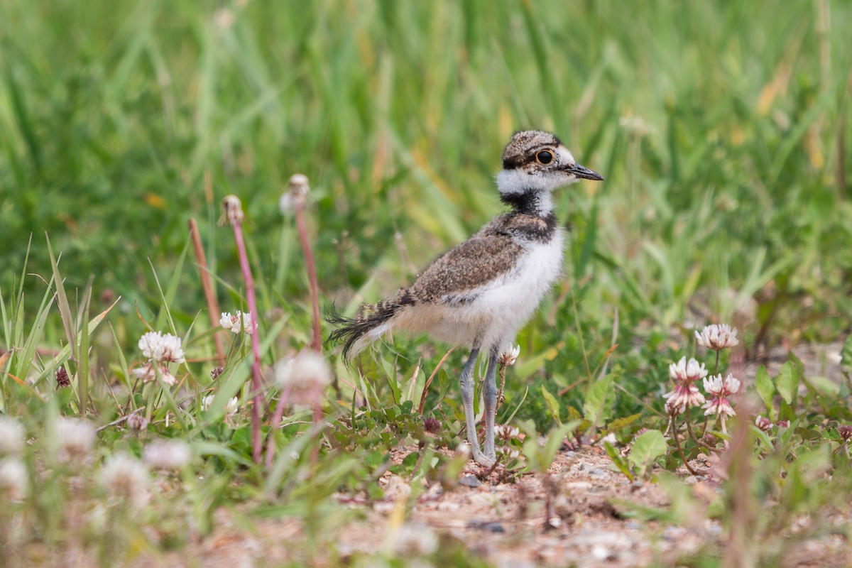 Killdeer - ML637034786
