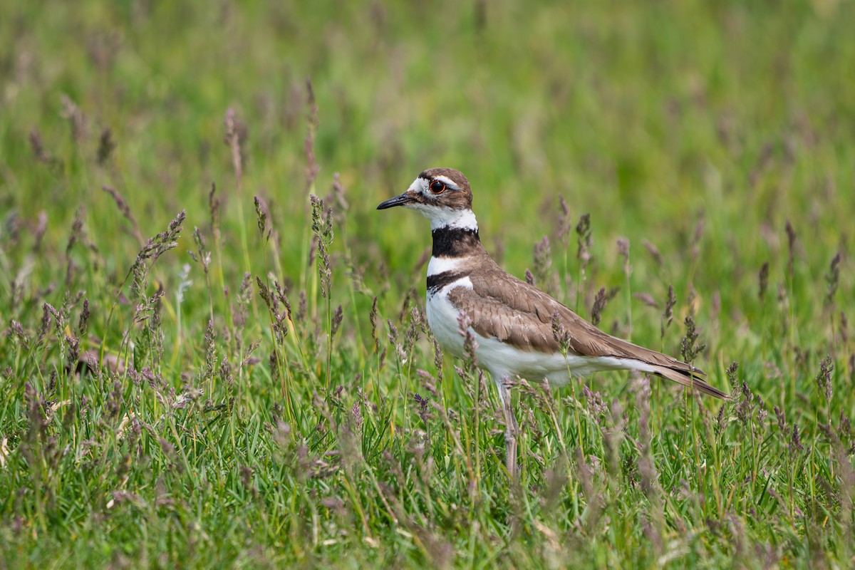 Killdeer - ML637034787