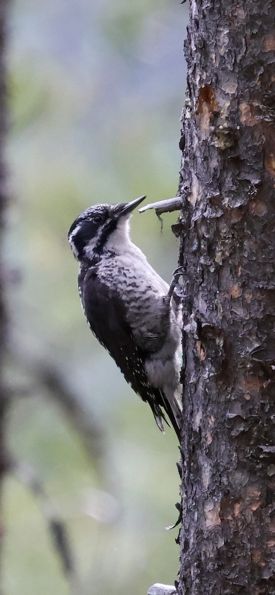 American Three-toed Woodpecker - ML637034820