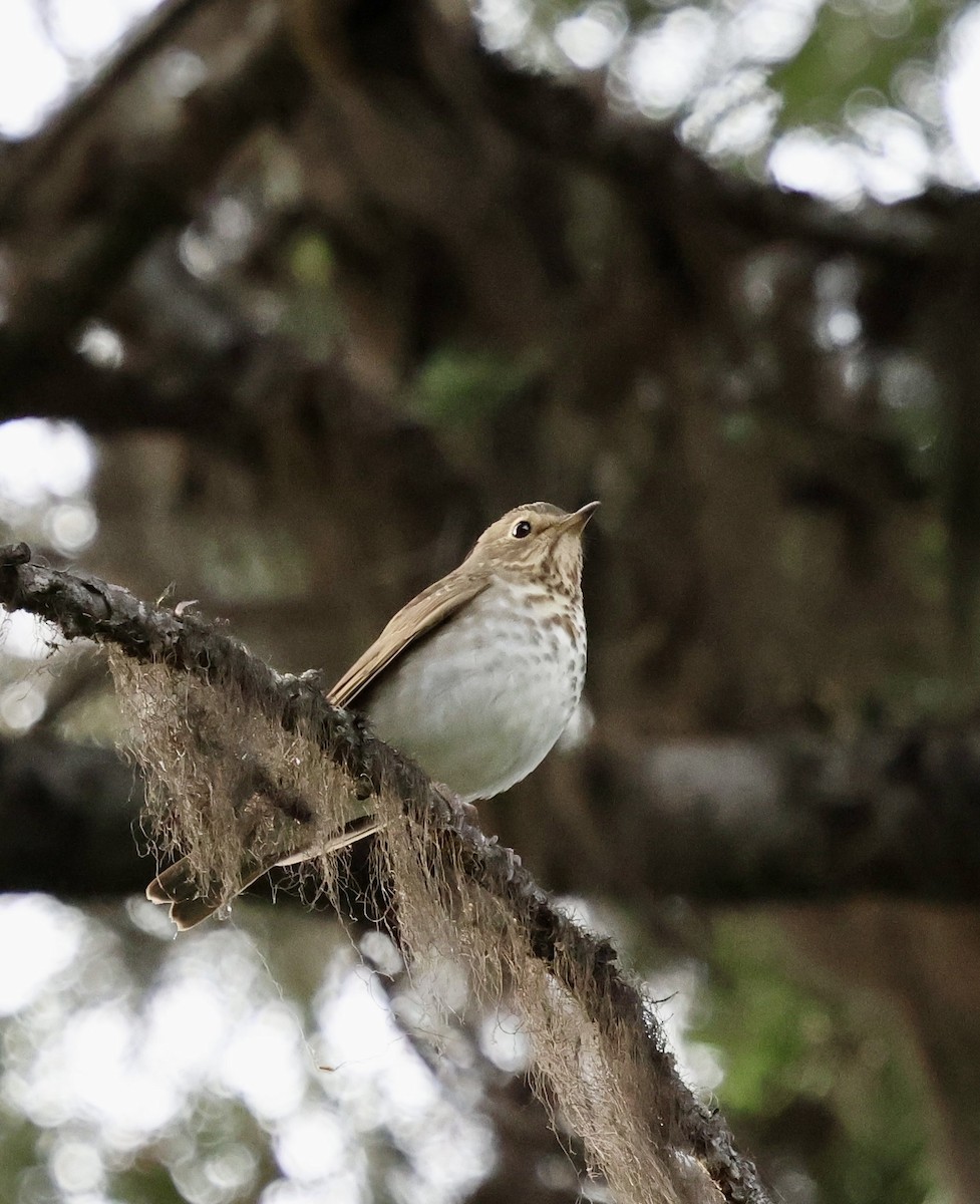 Swainson's Thrush - ML637034853