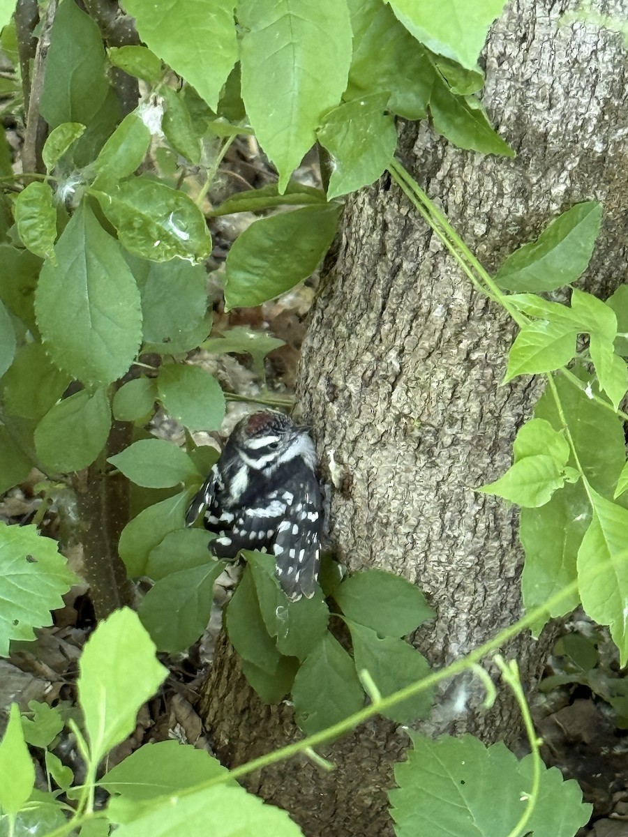 Downy Woodpecker - ML637034882