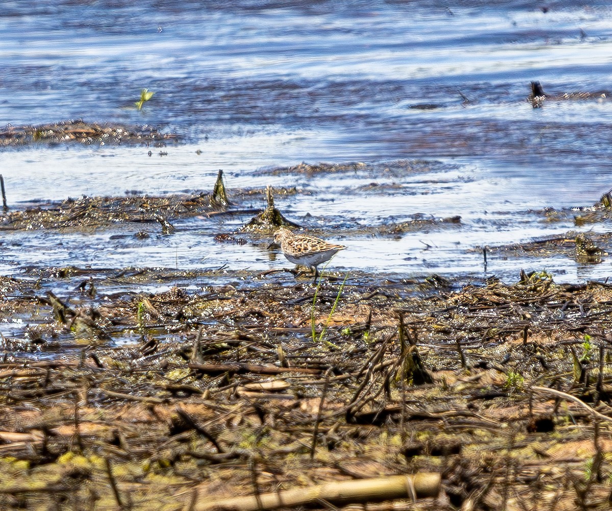 Least Sandpiper - ML637034913