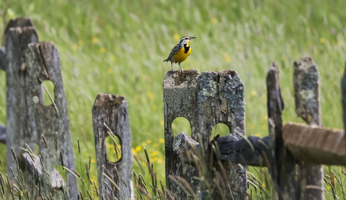 Eastern Meadowlark - WENDELIN LONG