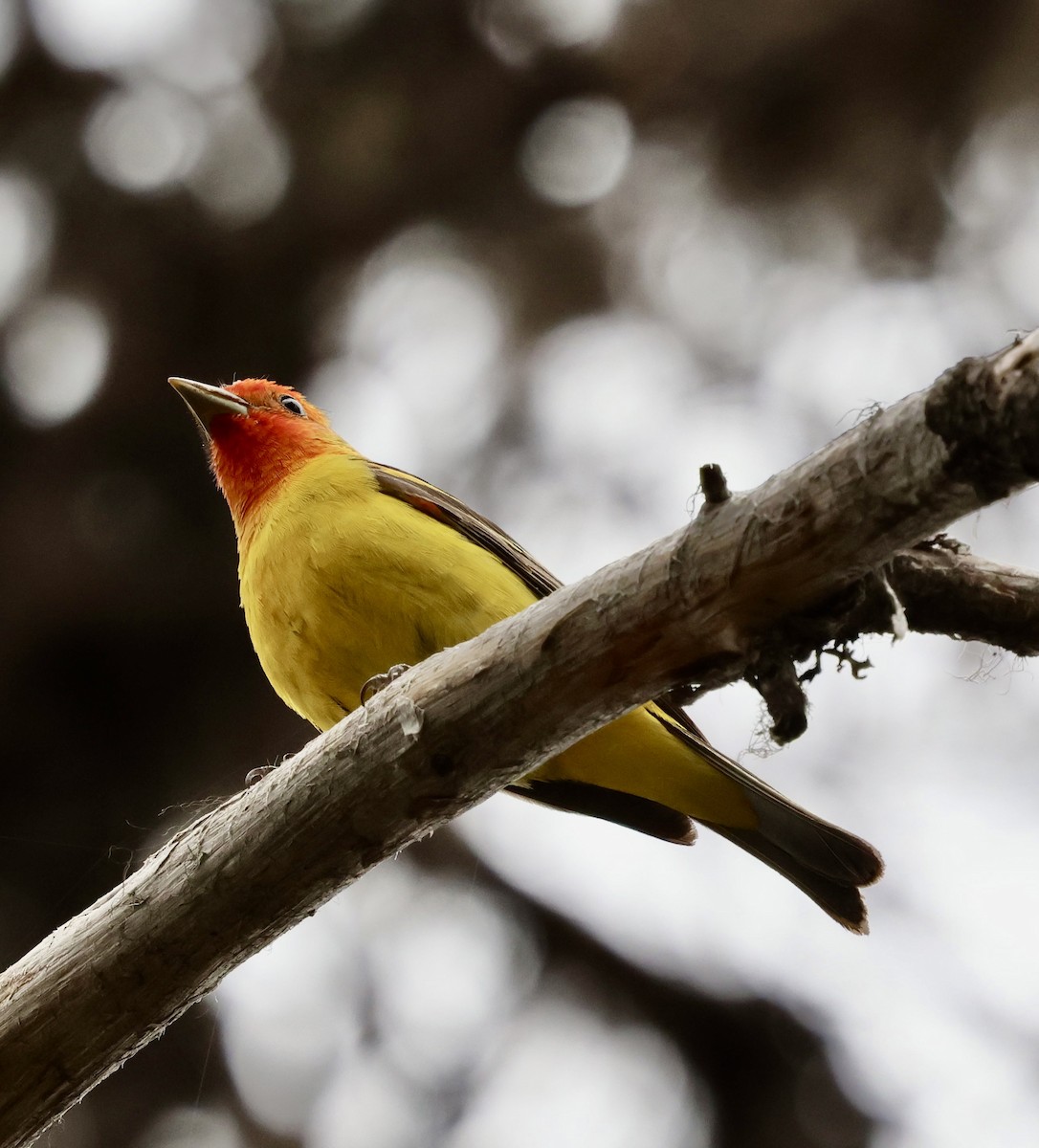 Western Tanager - ML637034936