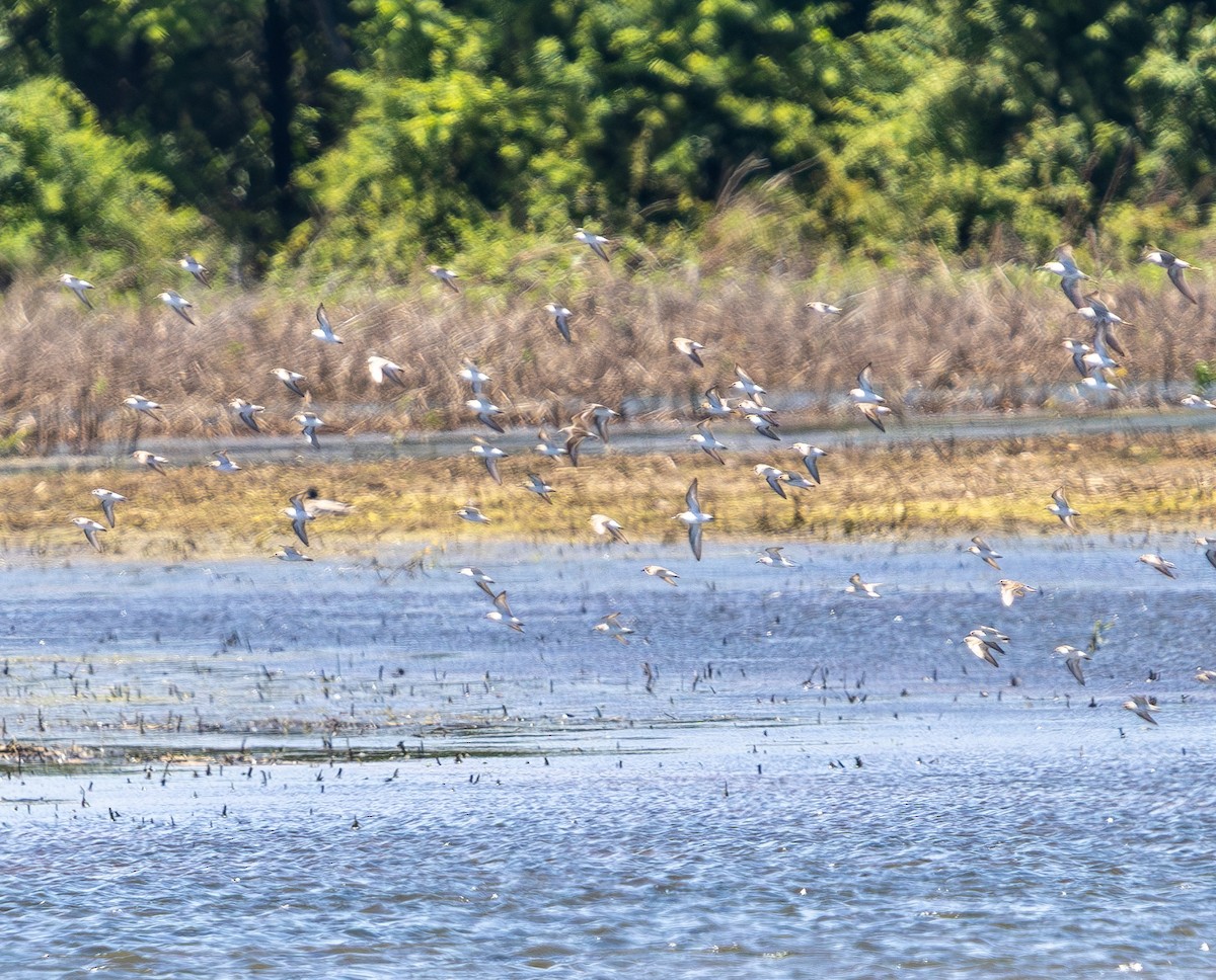 Semipalmated Sandpiper - ML637034950