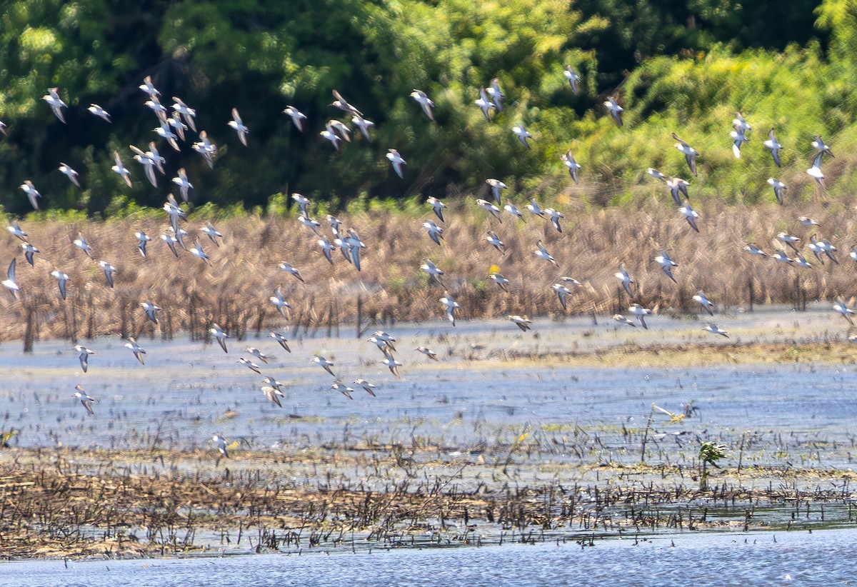 White-rumped Sandpiper - ML637034984