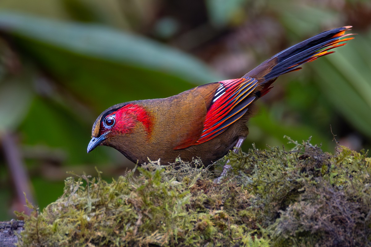 Garrulaxe à ailes rouges - ML637035032