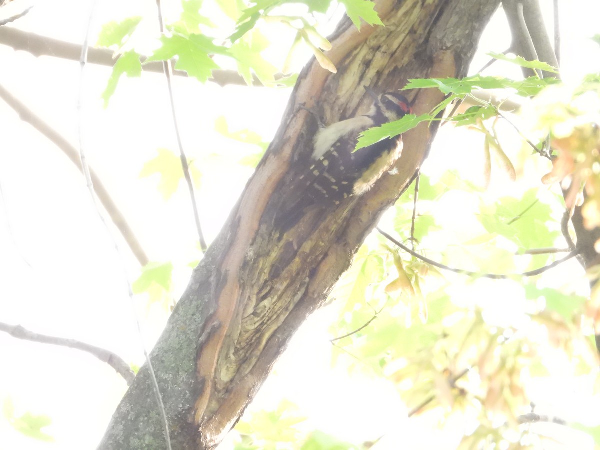 Hairy Woodpecker - ML637035127