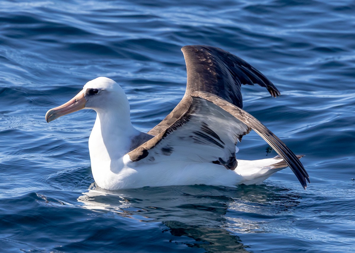 Laysan Albatross - ML637035155