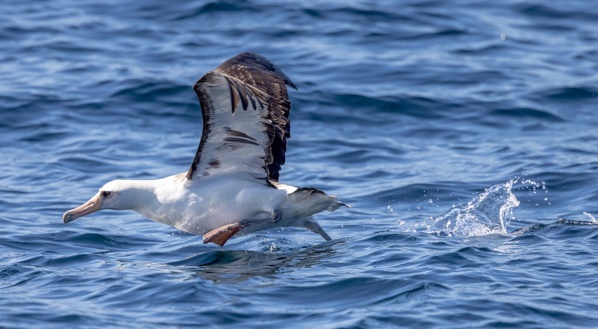 Laysan Albatross - ML637035157