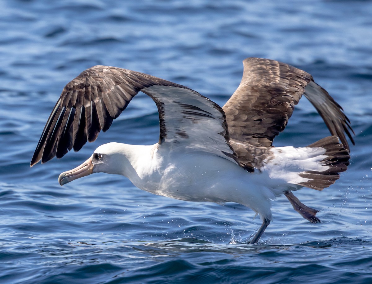 Laysan Albatross - ML637035159