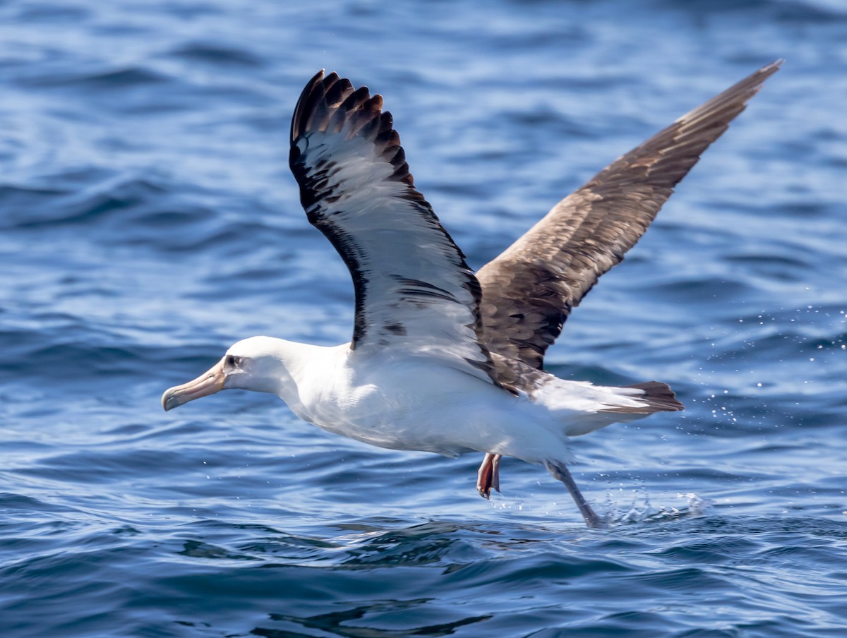 Laysan Albatross - ML637035162