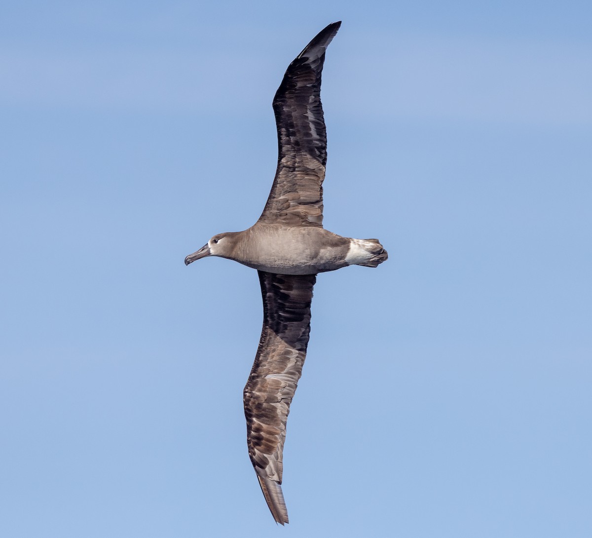 Black-footed Albatross - ML637035176