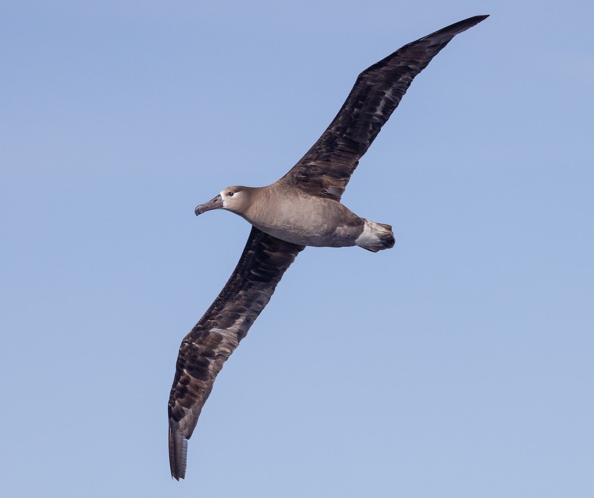 Black-footed Albatross - ML637035177