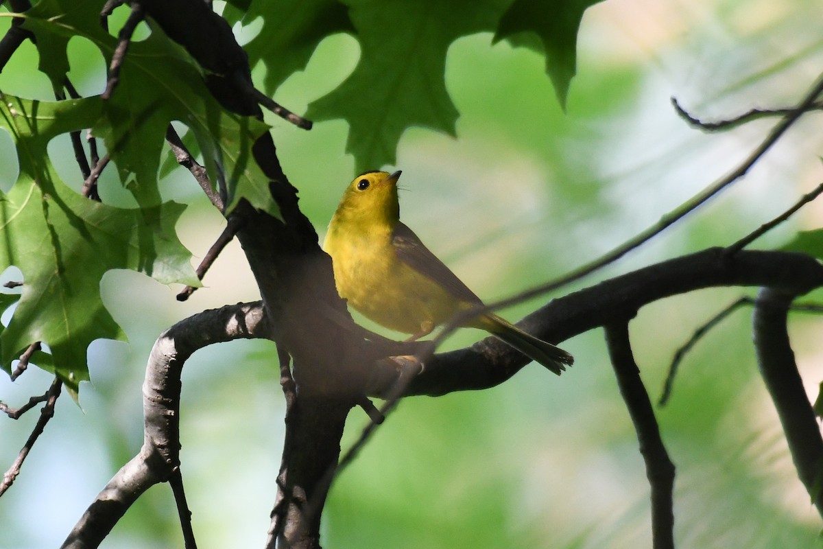 Wilson's Warbler - ML637035200