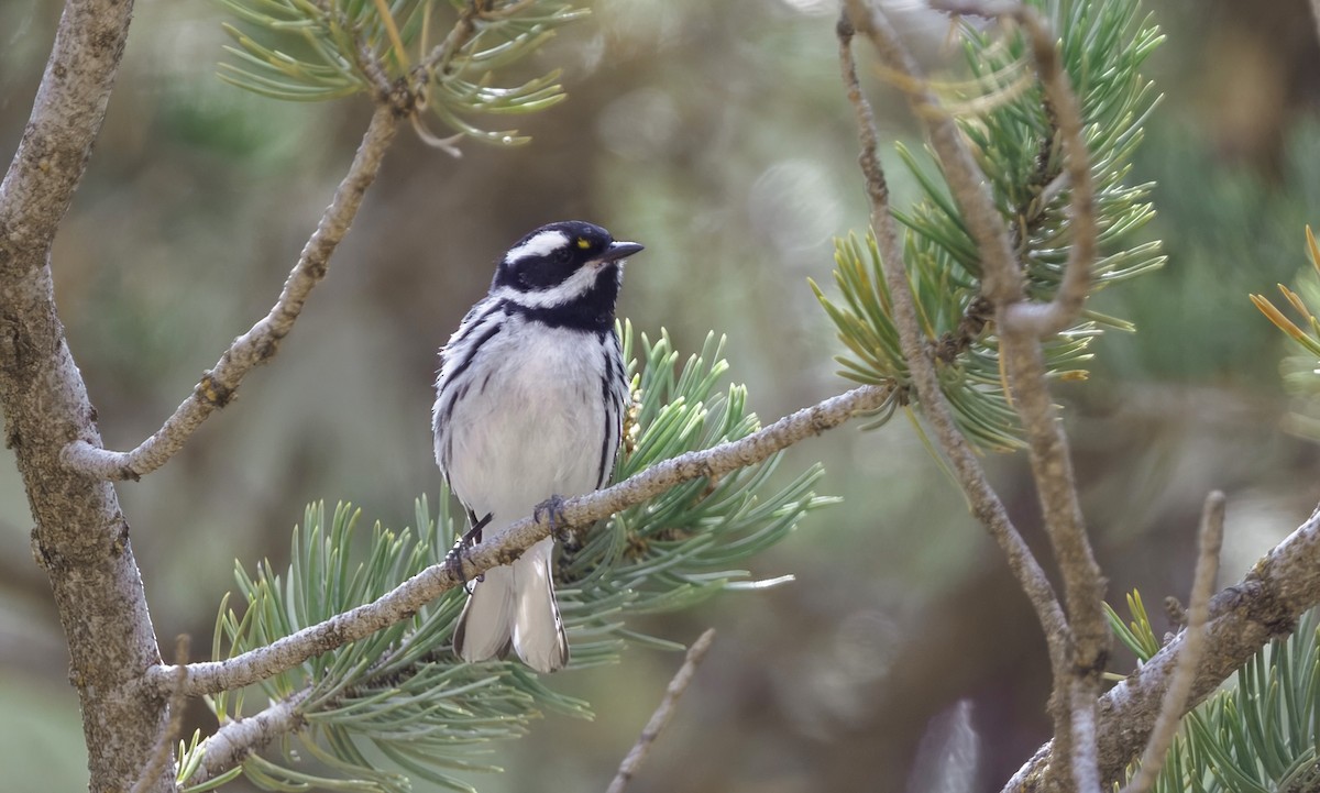 gråparula - ML637035239