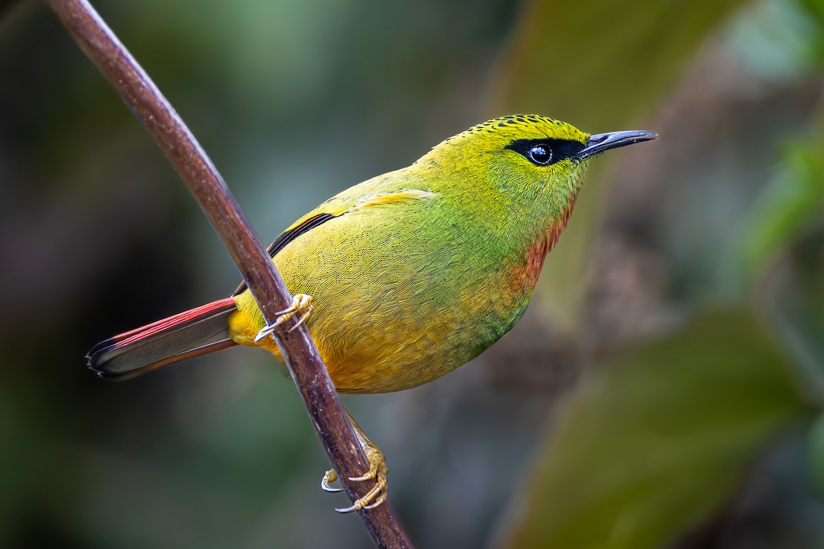 Fire-tailed Myzornis - ML637035255