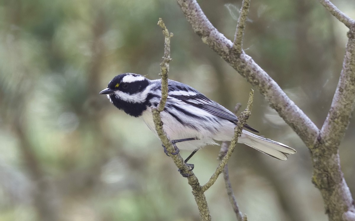 gråparula - ML637035289