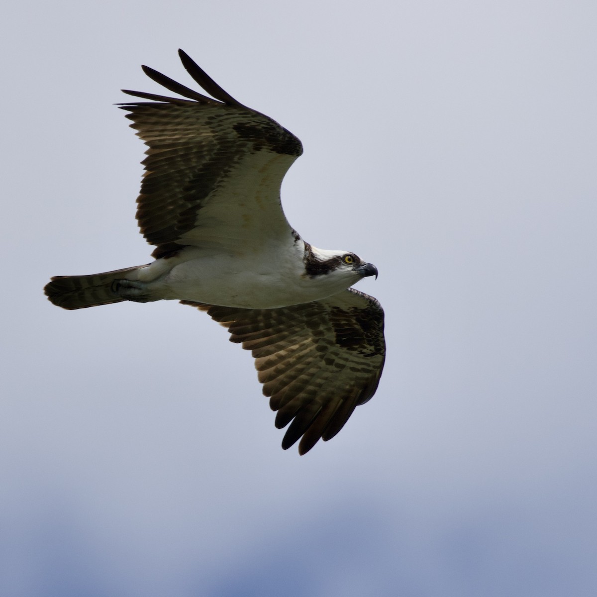 Osprey - ML637035359