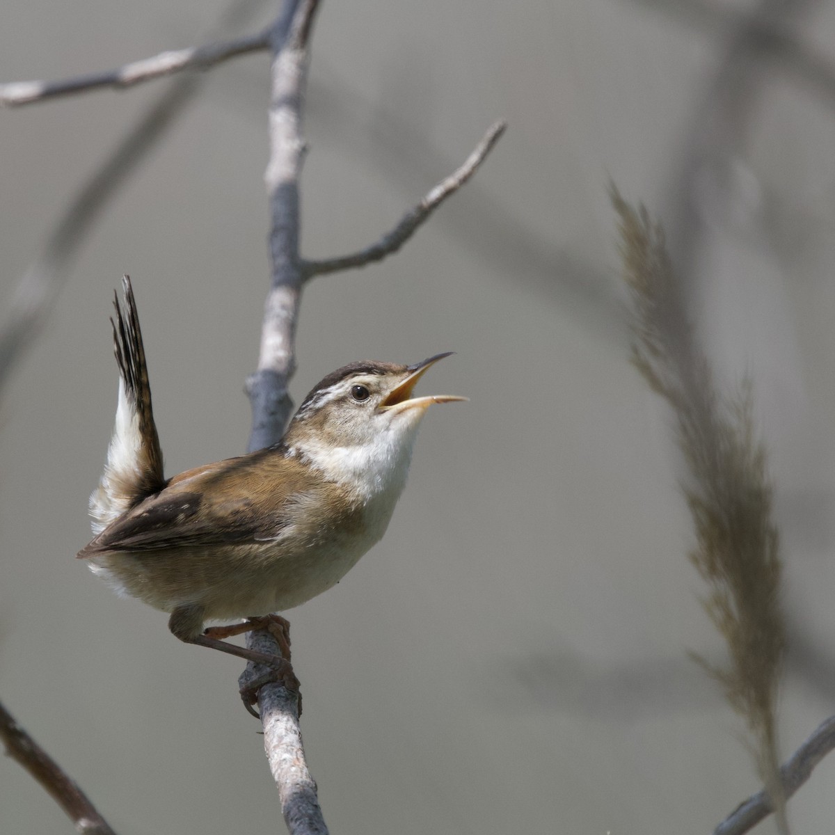Marsh Wren - ML637035372
