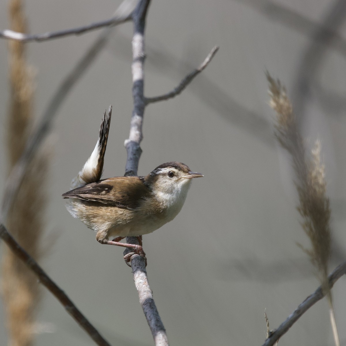 Marsh Wren - ML637035373