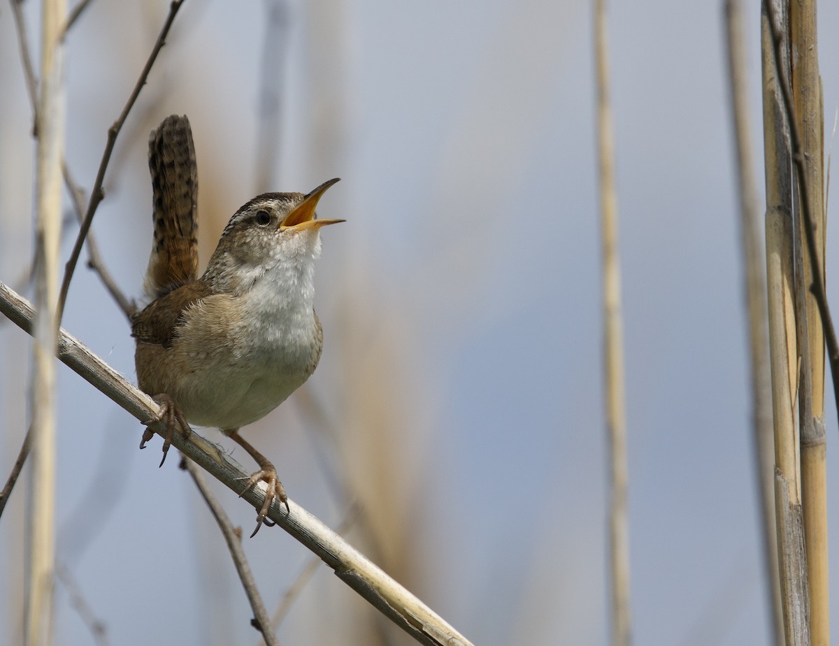 Marsh Wren - ML637035374