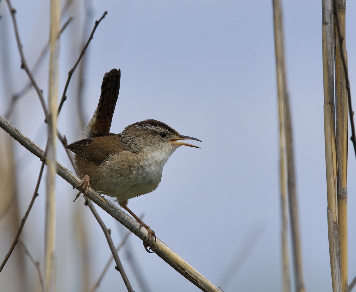 Marsh Wren - ML637035375