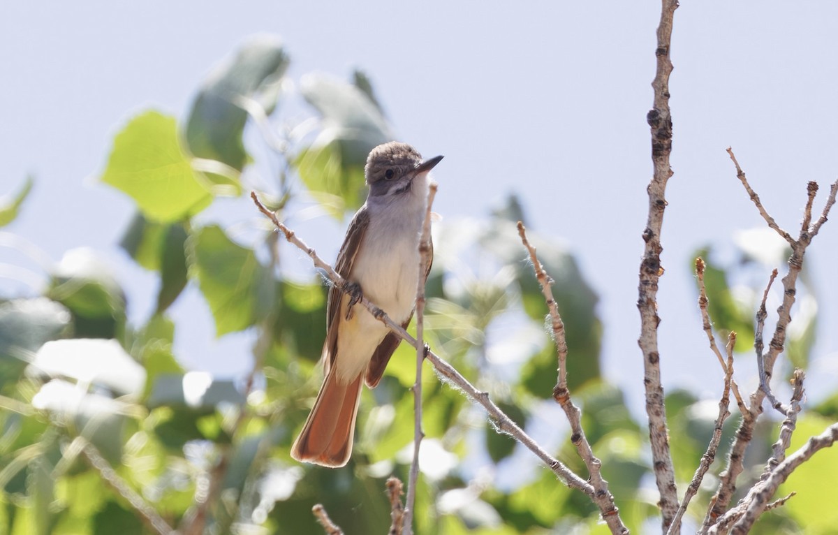 Ash-throated Flycatcher - ML637035403