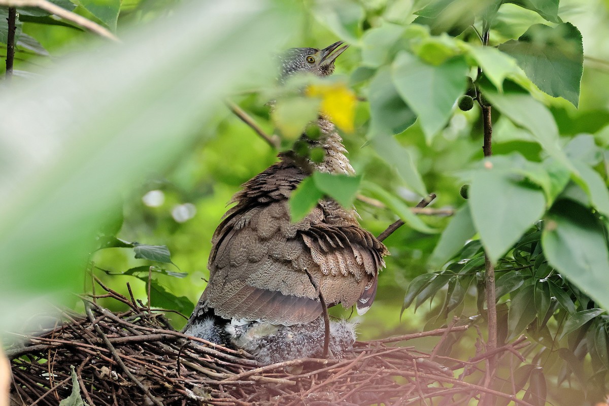 Malayan Night Heron - ML637035460