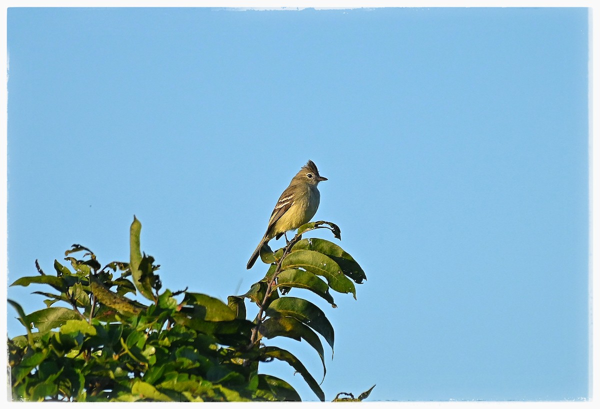 Plain-crested Elaenia - ML637035489