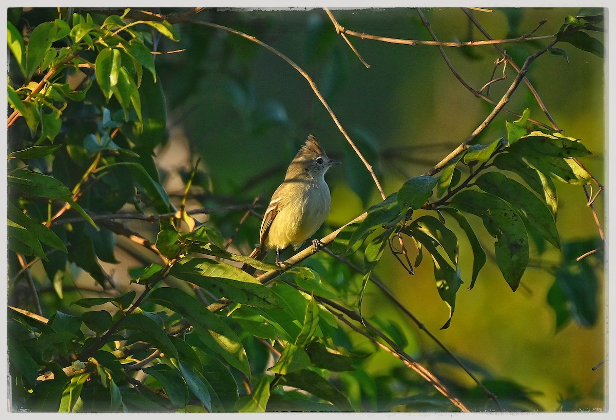 Plain-crested Elaenia - ML637035490