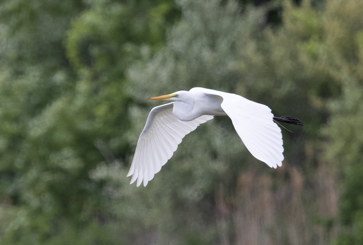 Great Egret - ML637035553