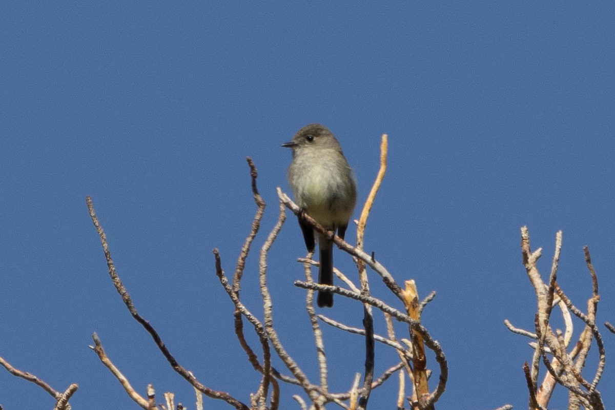 Moucherolle sombre - ML637035560