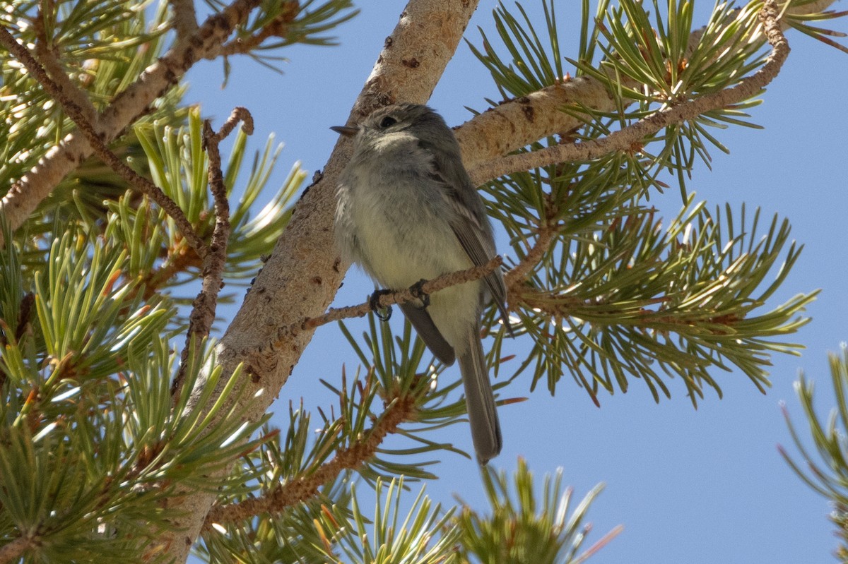 Moucherolle sombre - ML637035571