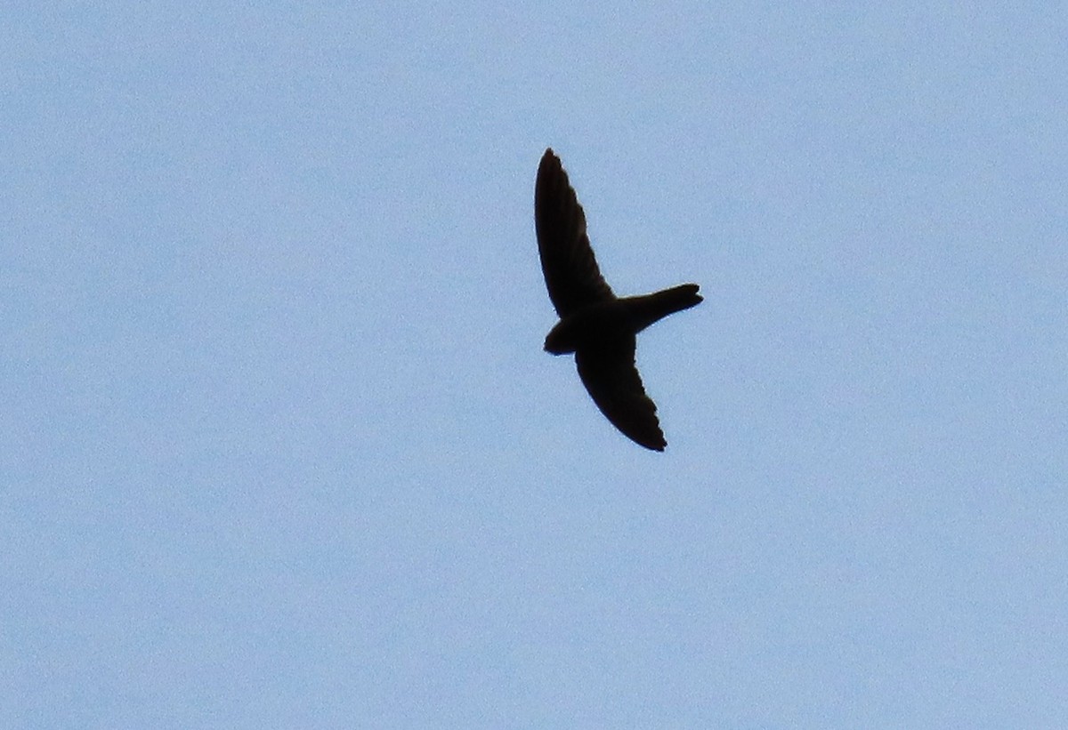 Glossy Swiftlet - ML637035591