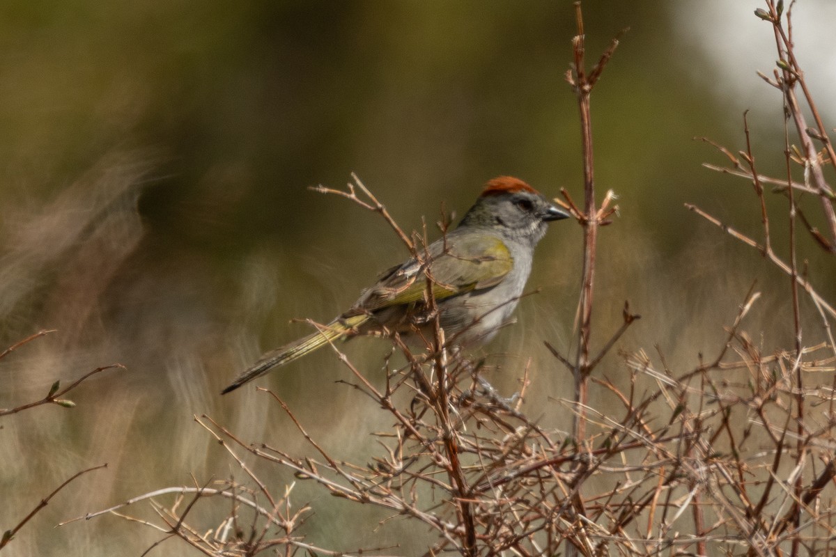 Green-tailed Towhee - ML637035602