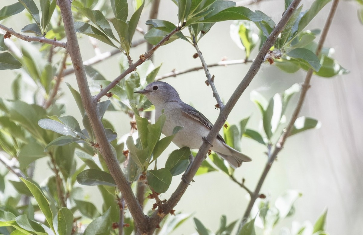Lucy's Warbler - ML637035605