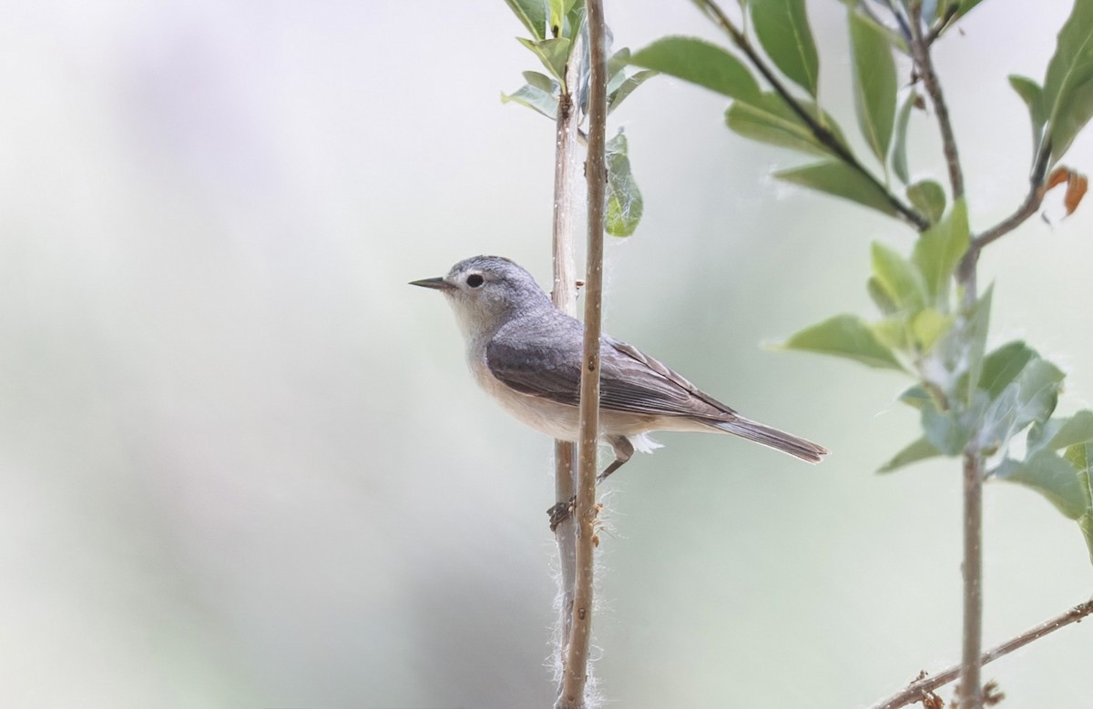 Lucy's Warbler - ML637035606