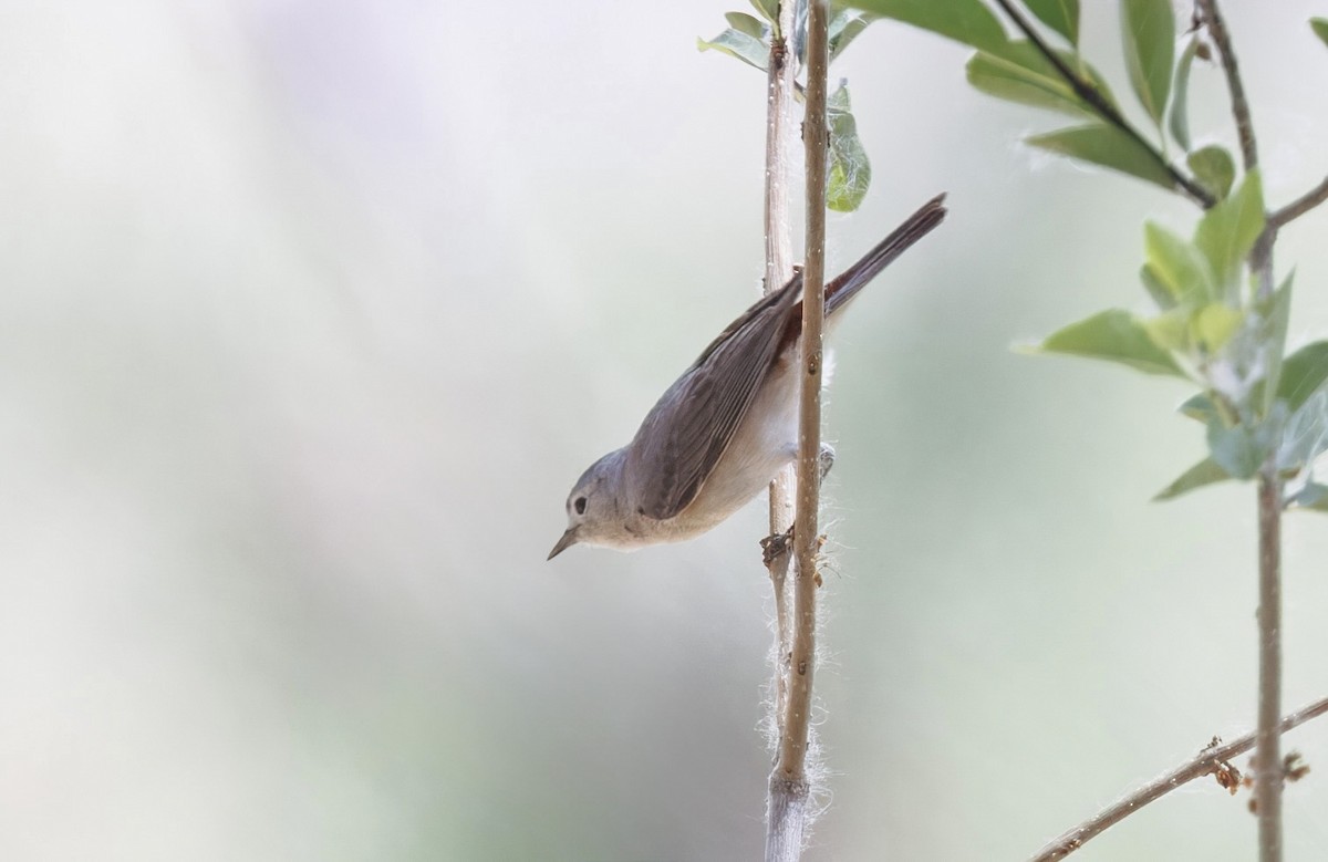 Lucy's Warbler - ML637035607