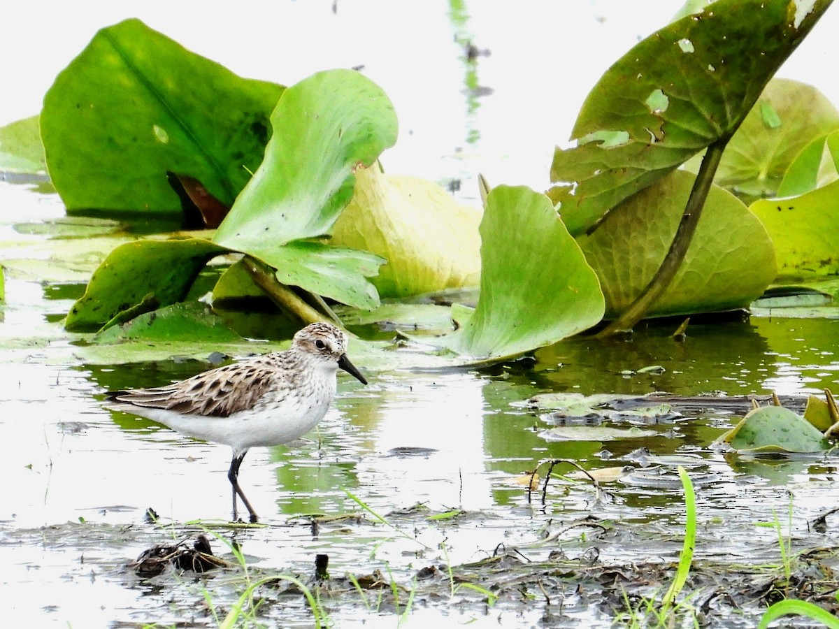 Semipalmated Sandpiper - ML637035621