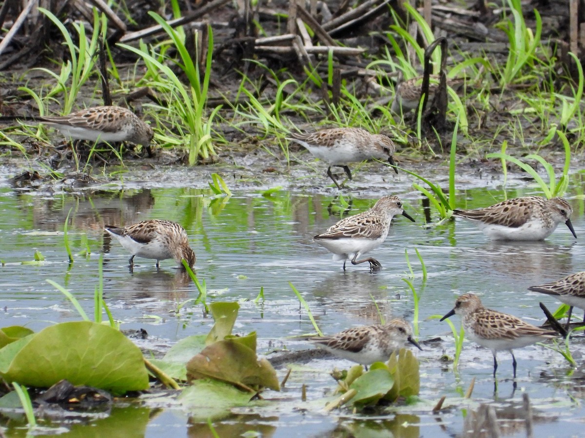 Semipalmated Sandpiper - ML637035623